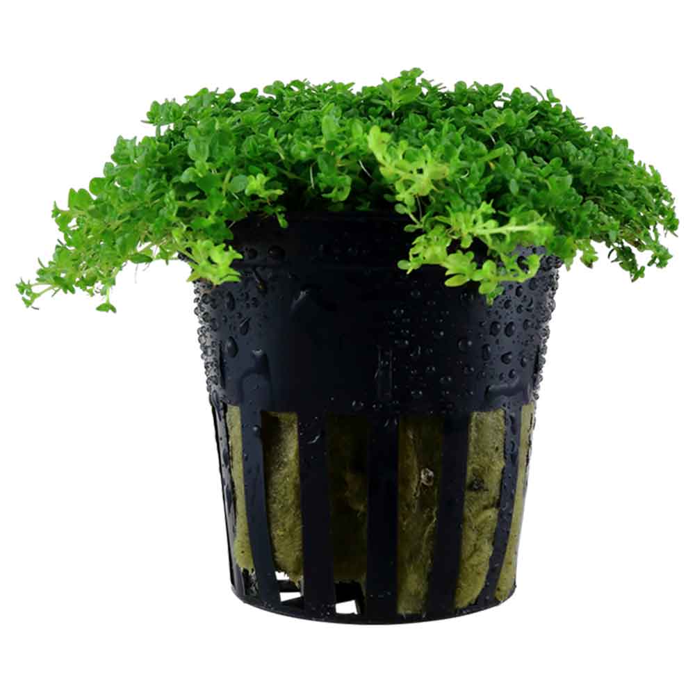 Tropica Pianta Micranthemum  Callitrichoides "Cuba" in vasetto