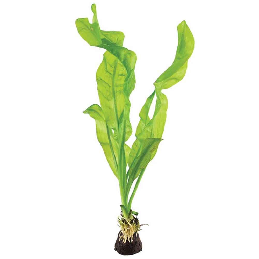 Tropica Pianta Aponogeton Ulvaceus bulbo