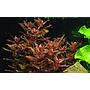 Tropica 1•2•Grow! Rotala Macranda