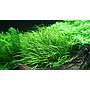 Tropica 1•2•Grow! Blyxa Japonica