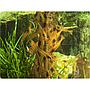 GlasGarten Shrimp Lollies Artemia Power 8 Stick