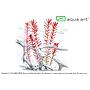 Aqua Art Rotala sp. "H'ra"