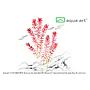 Aqua Art Rotala rotundifolia