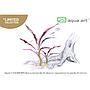 Aqua Art Cryptocoryne spiralis "Red" in Vitro Cup