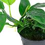 Tropica Anubias Barteri Nana in vasetto