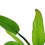 Tropica Echinodorus Cordifolius sp. fluitans in vasetto