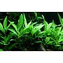 Tropica Hygrophila Corymbosa "Siamensis" in vasetto