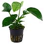 Tropica Single Package Anubias Barteri Caladiifolia vasetto