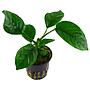 Tropica Single Package Anubias Barteri Caladiifolia vasetto