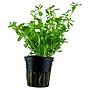 Tropica Single Package Bacopa "Compact" vasetto