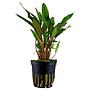 Tropica Single Package Cryptocoryne Beckettii "Petchii" vasetto