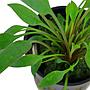 Tropica Single Package Cryptocoryne Willisii vasetto