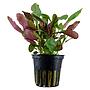 Tropica Single Package Lobelia Cardinalis vasetto