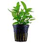 Tropica Single Package Staurogyne repens in vasetto