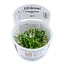 Tropica 1•2•Grow! Cryptocoryne parva in Vitro Cup
