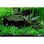 Tropica 1•2•Grow! Cryptocoryne parva in Vitro Cup