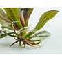 Tropica 1•2•Grow! Echinodorus "Reni" in Vitro Cup