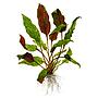 Tropica 1•2•Grow! Cryptocoryne wendtii "mi Oya" in Vitro Cup