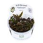 Tropica 1•2•Grow! Cryptocoryne wendtii "mi Oya" in Vitro Cup