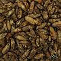 Nutrinsect Medium Tarta Cricket Grilli essiccati 15gr