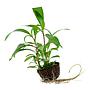 Tropica Single Package Mini Hygrophila Siamensis 53B