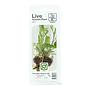 Tropica Single Package Mini Hygrophila Siamensis 53B