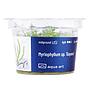 Aqua Art Myriophyllum sp.'Guyana in Vitro Cup