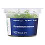 Aqua Art Micranthemum umbrosum in Vitro Cup