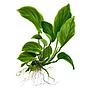 Tropica Anubias Barteri Caladiifolia in vasetto