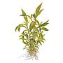 Tropica Hygrophila Corymbosa "Siamensis" in vasetto
