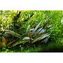 Tropica Cryptocoryne Beckettii "Petchii" in vasetto