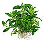 Tropica Single Package Staurogyne repens in vasetto