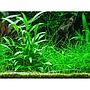 Tropica Single Package Cryptocoryne Willisii vasetto