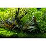 Tropica Single Package Cryptocoryne Beckettii "Petchii" vasetto