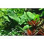 Tropica Single Package Anubias Barteri Caladiifolia vasetto