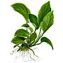 Tropica Single Package Anubias Barteri Caladiifolia vasetto