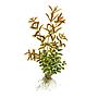 Tropica Single Package Rotala Rotundifolia vasetto
