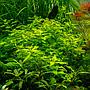 Tropica Pianta Ludwigia palustris "Green" in vasetto