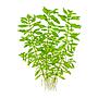 Tropica Pianta Ludwigia palustris "Green" in vasetto