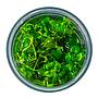 Tropica 1•2•Grow! Pianta Hygrophila serpyllum in Vitro Cup