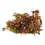 Tropica 1•2•Grow! Pianta Rotala rotundifolia 'Blood Red' in Vitro Cup