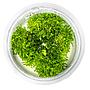 Tropica 1•2•Grow! Pianta Riccardia chamedryfolia in Vitro Cup