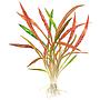 Tropica Pianta Cryptocoryne spiralis 'Red' in vasetto