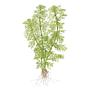 Tropica 1•2•Grow! Pianta Limnophila aquatica in Vitro Cup