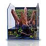 Blau Aquaristic Cubic Selva 35 Paludarium completo 35x35x18/45h cm