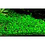 Tropica 1•2•Grow! Marsilea Crenata