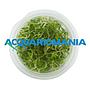Aqua Fleur Easy Grow Glossostigma Elantinoides