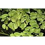 Tropica 1•2•Grow! Salvinia Natans galleggiante