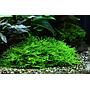 Tropica 1•2•Grow! Taxiphyllum 'Spiky'