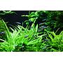 Tropica 1•2•Grow! Helanthium Quadricostatus
